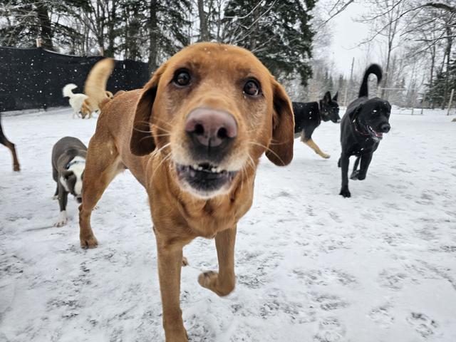 Dogs at Canine Proficiency Center