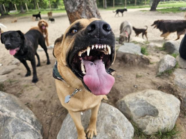 Dogs at Canine Proficiency Center