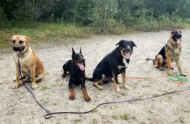 Dogs at Canine Proficiency Center