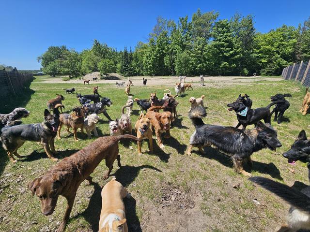 Daycare pack in the yard