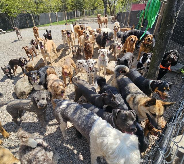 Dogs at Canine Proficiency Center