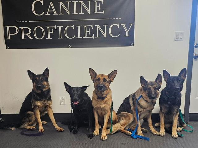 Dogs sitting in front of the Canine Proficiency banner