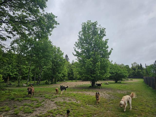 Dogs at Canine Proficiency Center