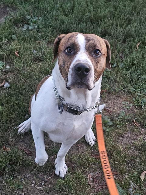 A brown and white dog sitting calmly on a lead in the grass