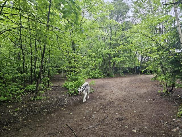 Dogs at Canine Proficiency Center