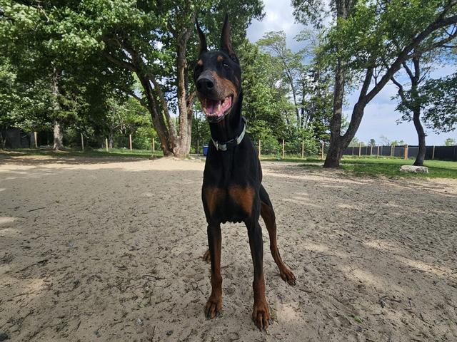 A Doberman standing in the sandy play yard