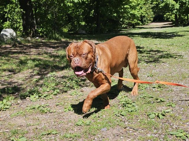 A large red mastiff walking on a long line in the yard