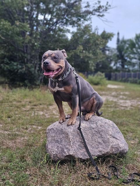 A grey bully breed dog posing on a rock in the yard